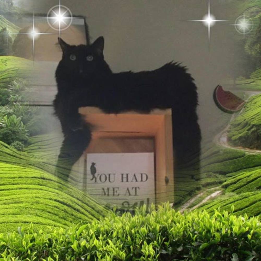 Meet your Posher, Tracy